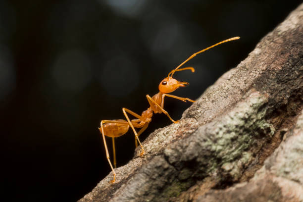 istock Macro shot of red ant in nature. 816237300