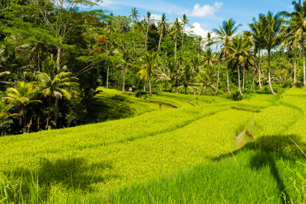 istock View over terrace rice fields and coconut trees in Asia 816237498