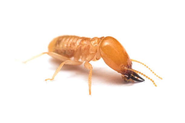 Soldier termite on white background Soldier termite on white background termite photos stock pictures, royalty-free photos & images