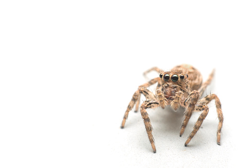 close up of jumping spider on white background