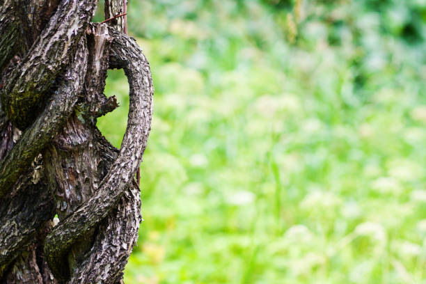 istock An ancient braided tree trunk in the sunlight on a blurred green background, a botanical garden 816240128