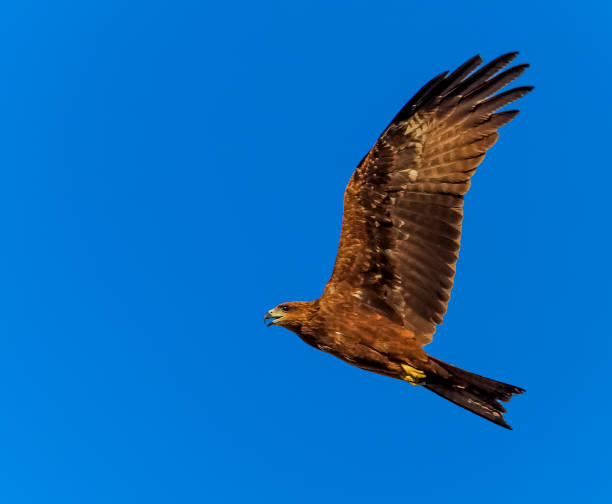 istock The Mighty Kite at full speed 816240560