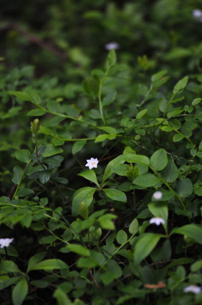 istock Paris guadrifolia (melanthiaceae) flower in the spring forest. 816245904