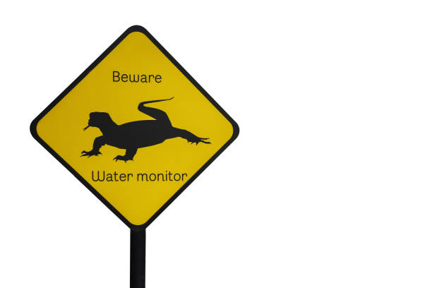 istock Caution beware water monitor traffic sign 816248998