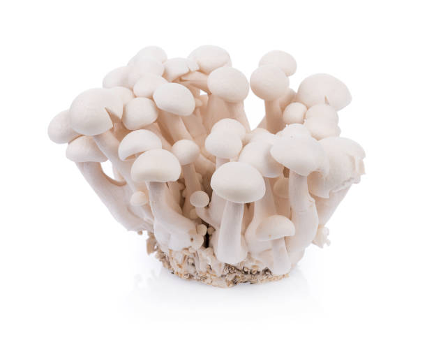 istock white shimeji mushrooms isolated on white background 816249000