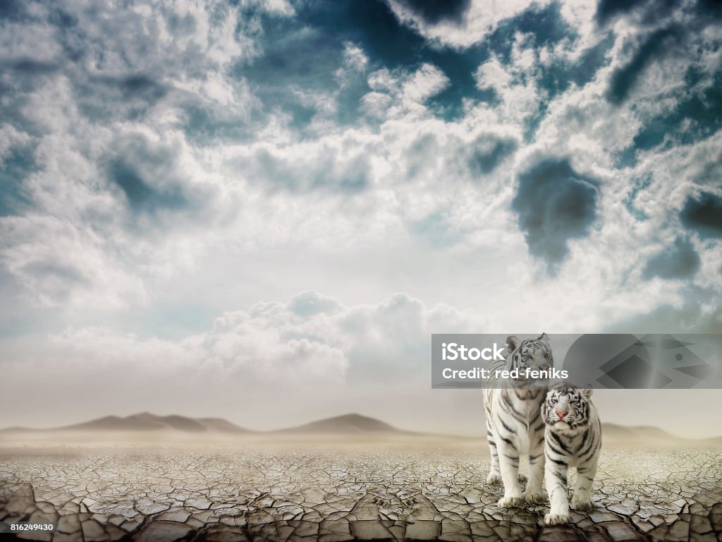Tigers In The Desert Stock Photo - Download Image Now - White Tiger,  Surreal, Surrealism - iStock