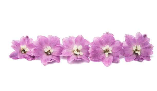 istock violet delphinium flower isolated 816250550