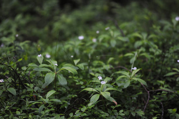 istock Paris guadrifolia (melanthiaceae) flower in the spring forest. 816254328