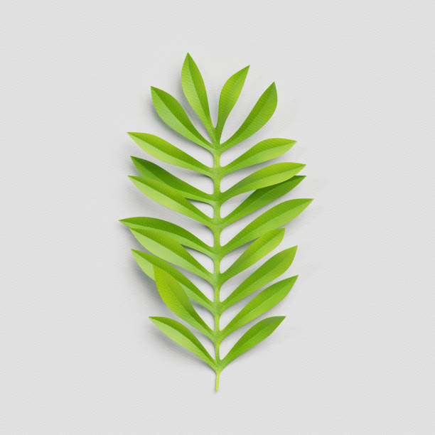 istock 3d render, paper cut decor, green palm leaf, isolated botanical clip art element 816256910