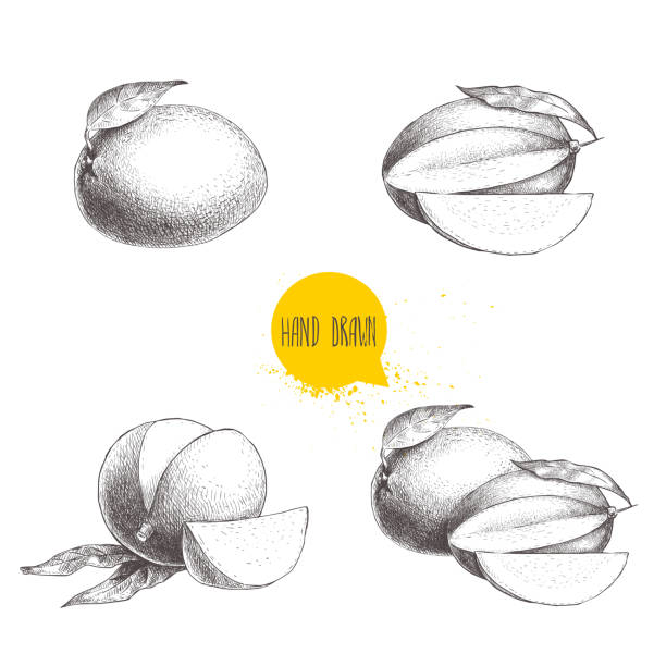 Hand drawn mango fruits set with leafs and slices. Sketch style vector fruit illustration isolated on white background. Eco food. Hand drawn mango fruits set with leafs and slices. Sketch style vector fruit illustration isolated on white background. Eco food. EPS10 + JPEG preview. mango fruit drawing stock illustrations