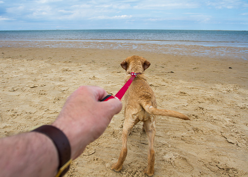 A point of view image of a yellow, Labrador Retriever pulling hard on its lead that is attached to its owners arm and heading towards the ocean whilst on a sandy beach.