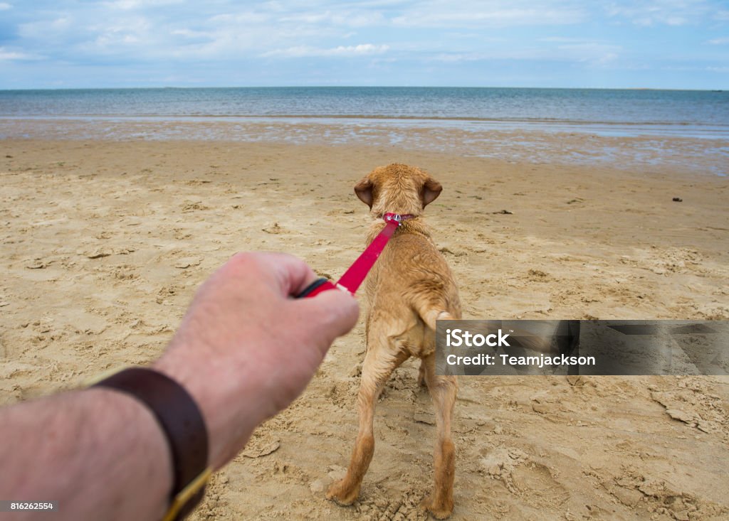 Dog Pulling On A Lead A point of view image of a yellow, Labrador Retriever pulling hard on its lead that is attached to its owners arm and heading towards the ocean whilst on a sandy beach. Dog Walking Stock Photo