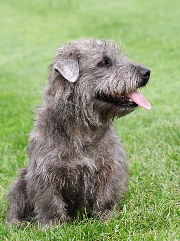 Portrait of typical Irish Glen of Imaal Terrier on the green grass