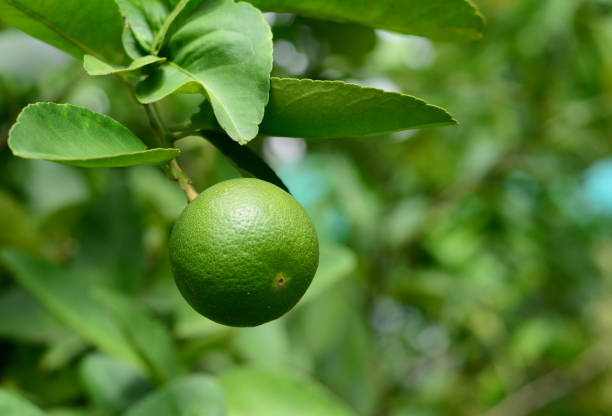 istock a green lemon with green leaves 816268308