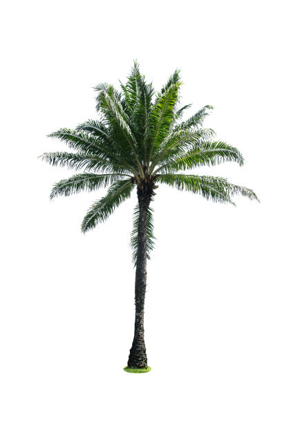 istock Green beautiful palm tree isolated on white background 816277240