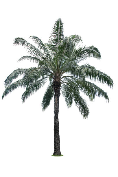 istock Green beautiful palm tree isolated on white background 816277378