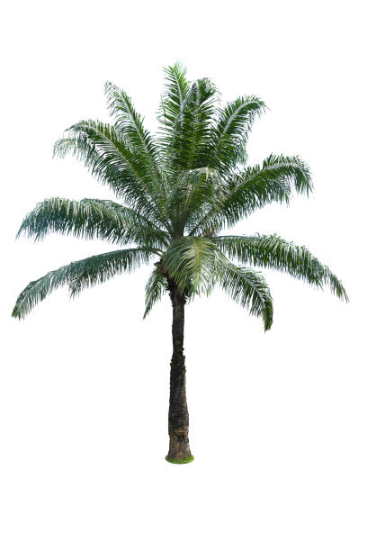 istock Green beautiful palm tree isolated on white background 816277542