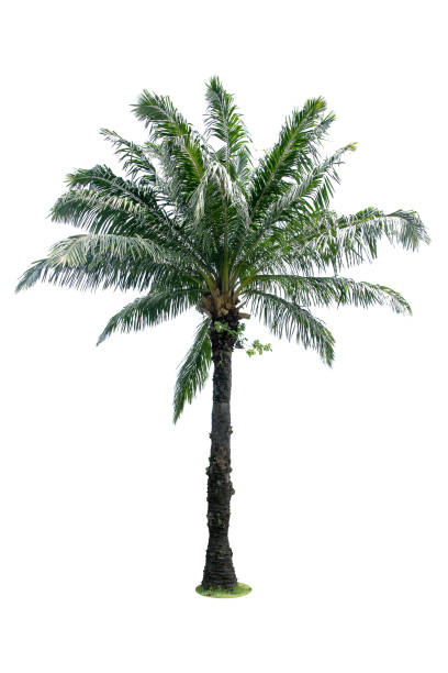 istock Green beautiful palm tree isolated on white background 816281674