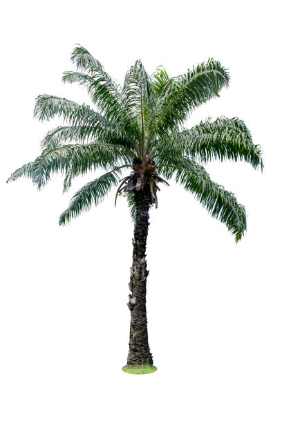 istock Green beautiful palm tree isolated on white background 816282294