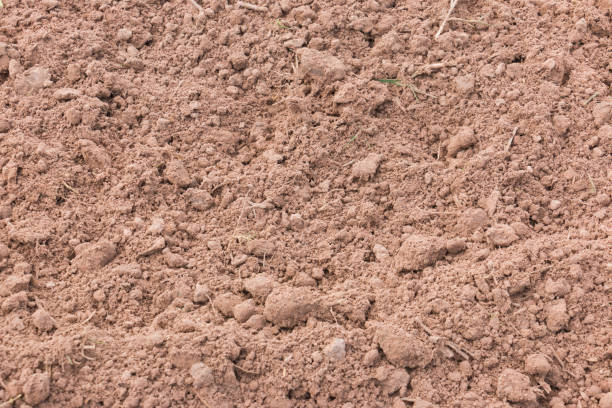 istock The soil is prepared for planting. 816284692