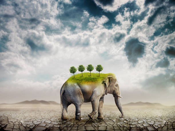 istock The elephant (symbol of ecology) in the desert 816303252