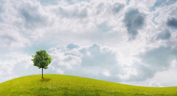 istock Panorama of green field with a tree 816305464