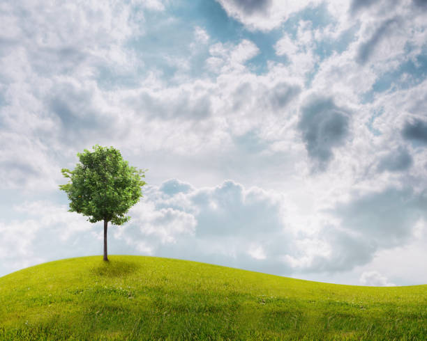 istock Panorama of green field with a tree 816305482
