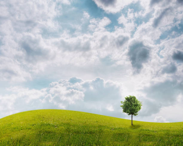 istock Panorama of green field with a tree 816305540