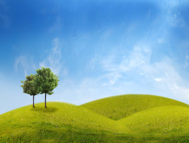 istock Panorama of green field with a trees 816305542
