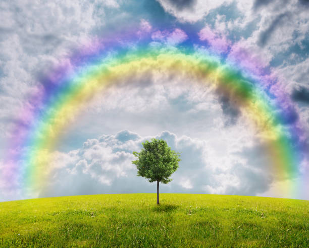 istock Panorama of green field with a tree 816305748