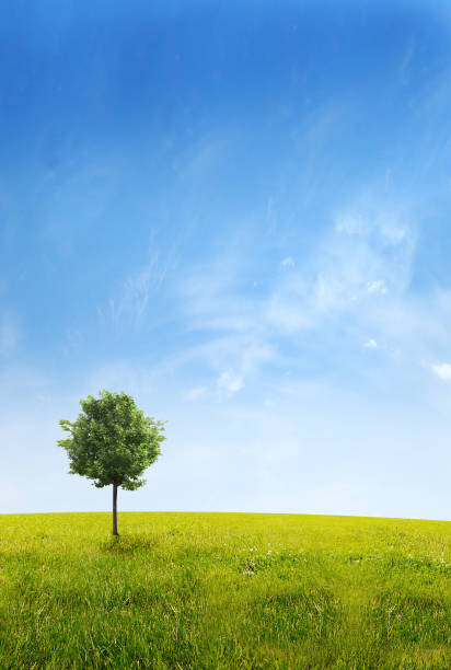 istock Panorama of green field with a tree 816305860