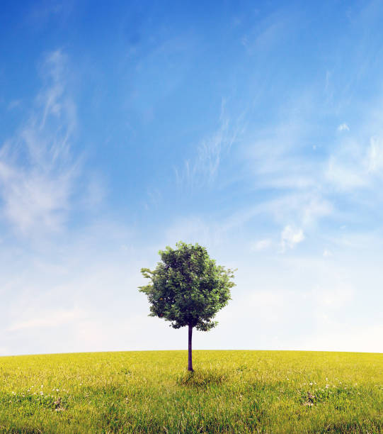 Panorama of green field with a tree