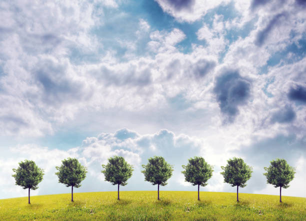 istock Panorama of green field with a trees 816305980