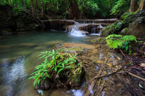 cascadas de erawan en kanchanaburi, tailandia - tropical rainforest thailand root waterfall fotografías e imágenes de stock