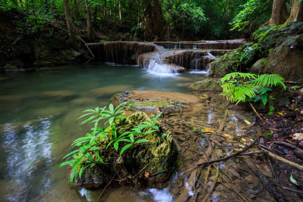 wodospad erawan w kanchanaburi, tajlandia - tropical rainforest thailand root waterfall zdjęcia i obrazy z banku zdjęć