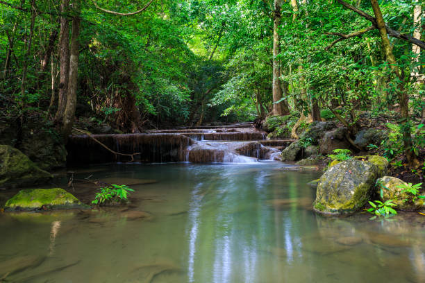 cascadas de erawan en kanchanaburi, tailandia - tropical rainforest thailand root waterfall fotografías e imágenes de stock