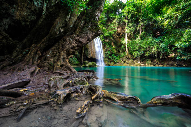 cascadas de erawan en kanchanaburi, tailandia - tropical rainforest thailand root waterfall fotografías e imágenes de stock