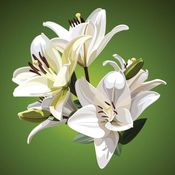 ilustrações de stock, clip art, desenhos animados e ícones de white flowers of lily (madonna lily). illustration on green background. - madonna
