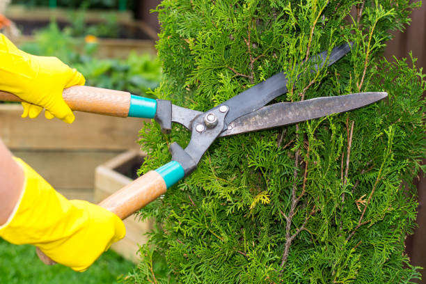 istock Landscape design. Hand with scissors, cutting of bushes 816314560