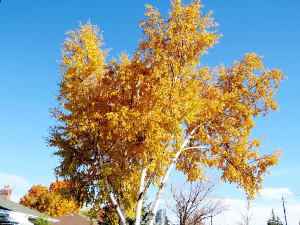 istock Thornhill autumn birch 2016 816317292