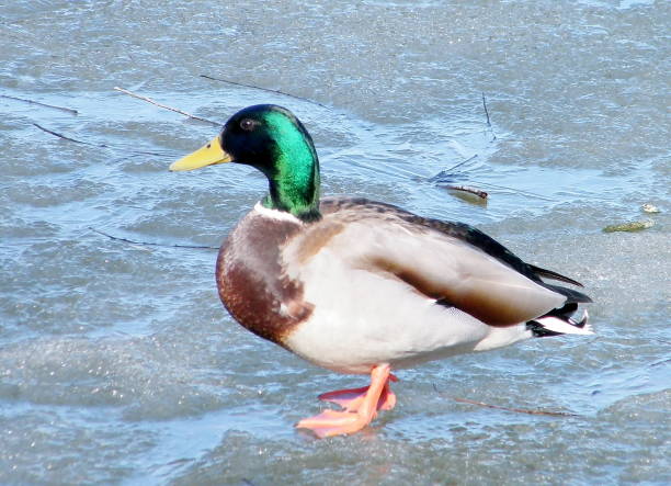 istock Thornhill beautiful duck on ice 2010 816317910