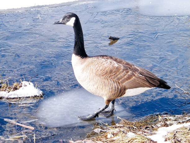 istock Thornhill Canadian geese on ice 2011 816318308