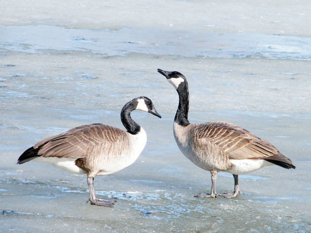 istock Thornhill Canadian geese on ice March 2010 816318316