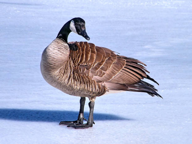 Thornhill Canadian geese on ice March 2011
