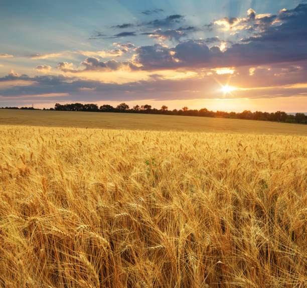 istock Meadow of wheat. 816318348