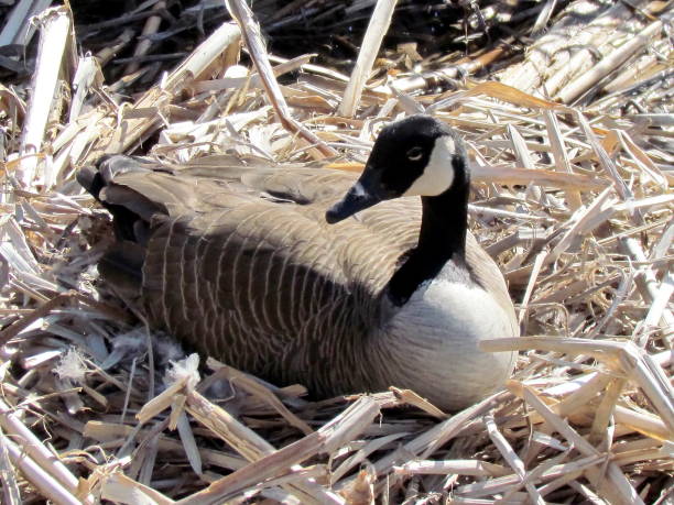 istock Thornhill Canadian geese sitting on eggs 2011 816319048