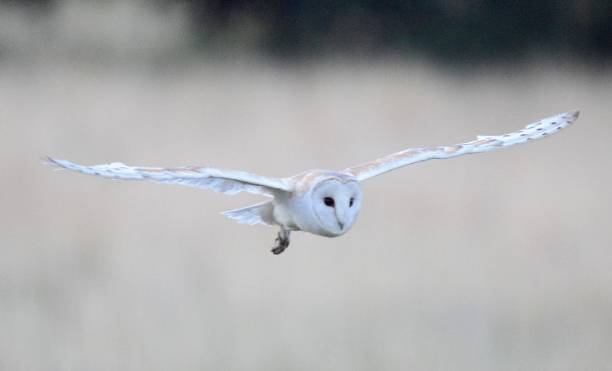 istock barn owl bird of prey in flight flying at sunset dusk 816320564