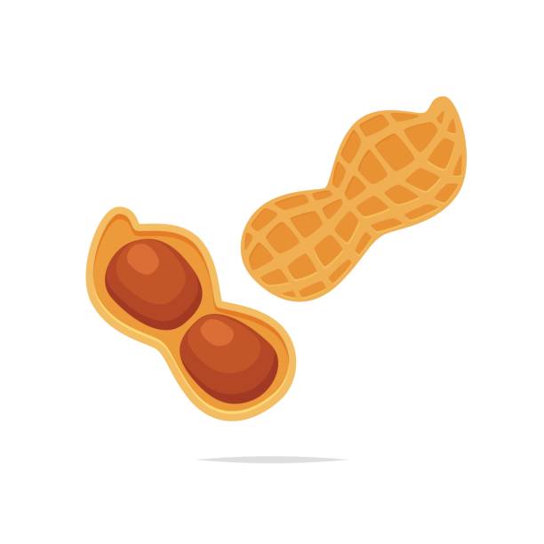 illustrazioni stock, clip art, cartoni animati e icone di tendenza di illustrazione vettoriale di arachidi - arachide-cibo