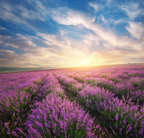 istock Meadow of lavender. 816321546