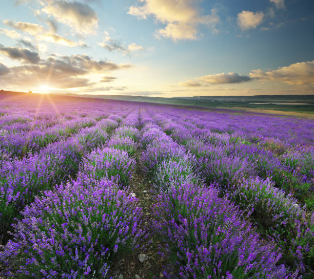 istock Meadow of lavender. 816321628